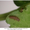 argynnis alexandra iran  larva l1 a